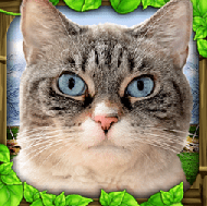 流浪猫模拟器 v1.4.1