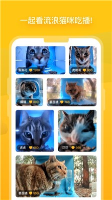 哈啰街猫app官网版下载_哈啰街猫最新版下载v1.31.0 安卓版 运行截图1