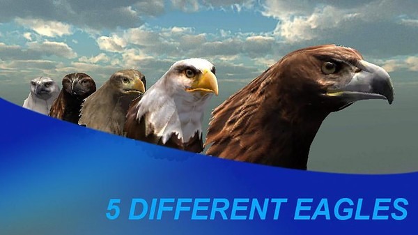 猎鹰之旅模拟器飞行画面